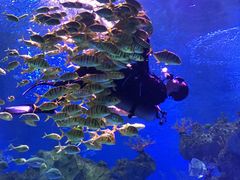 -芜湖新华联大白鲸海洋公园