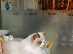 -萌兽医馆·宠物医院·猫骨科(创景店)