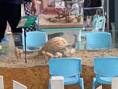 -怪兽屋·羊驼·猫咖·狗咖(俊华广场店)