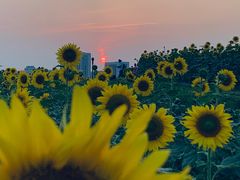 -光明小镇欢乐田园