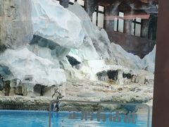 -帝企鹅自助餐厅•儿童岛•真企鹅(长隆企鹅酒店)