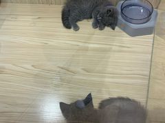 -屋虎猫馆(宝安大仟里店)