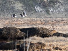 -鄱阳湖国家湿地公园