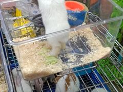 -万商花鸟市场