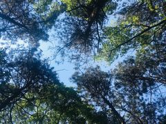 -铁山坪森林公园