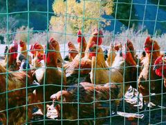 -叠溪松坪沟景区