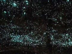 -怀托摩萤火虫洞