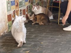 -喵屿·大理花园猫咖