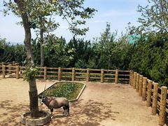 -西霞口神雕山野生动物世界