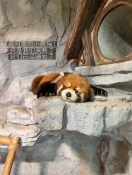 点击看大图 -Zoolung Zoolung动物主题公园(海信广场店)