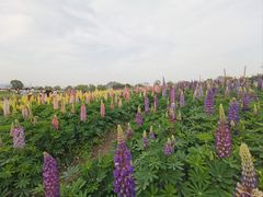 -径山花海