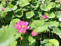 -莲花池公园