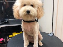 -小尾巴宠物店(万科·金域华庭店)