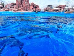 -上海海昌海洋公园