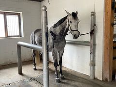 -北京群众马术培训基地