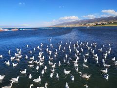 -青海湖国家重点风景名胜区