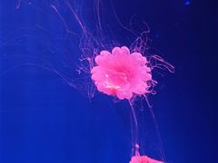 -杭州长乔极地海洋公园