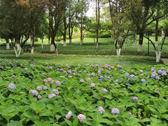 -范蠡湖公园