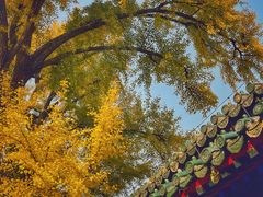 -大觉寺-停车场