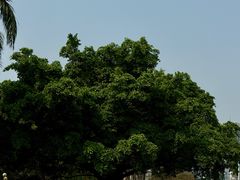 -荔香公园