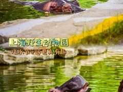 -上海野生动物园