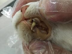 -中农大我爱我爱24h动物医院·中医针灸·猫专科·骨科医疗中心(双井店)