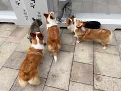 -柯斗斗主题餐厅·狗咖·围炉煮茶·茶饮(国瑞升平里店)