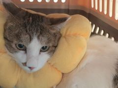 -佳雯宠物医院(四明中路分院)