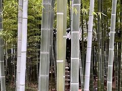 -绳金塔