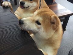 -柴源莊·柴小宠柴犬咖啡