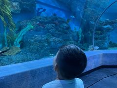 -芜湖新华联大白鲸海洋公园