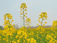 -中国天府农业博览园