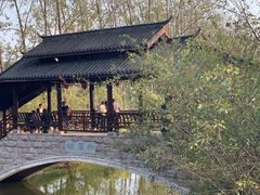 -合肥滨湖国家森林公园