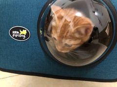 -瑞鹏宠物医院·骨科·猫科·内科(第一中心)