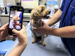 -宠物星动物医院·眼科·异宠·猫科(江南大道总院)