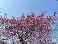 -杭州植物园