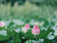 -花开海上生态园