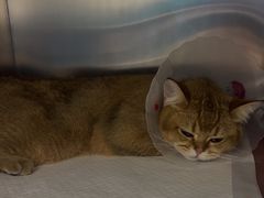 -中农国际动物医院24小时·猫科·骨科·急重症中心