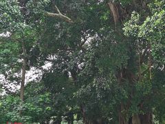 -从化深英荔枝黄皮龙眼采摘园