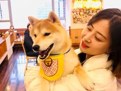 -豆柴町-柴犬主题狗咖(红鼎国际C座店)