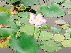 -映月湖公园