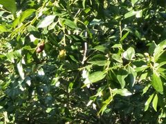 -荣德灶台鱼(圣泉寺店)