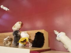 -和它·交个朋友·狗咖猫咖(爱琴海店)