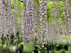-嘉定紫藤园