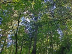 -五营红松林海景区