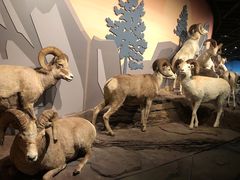 -陕西自然博物馆