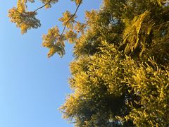 -南国桃园旅游度假区