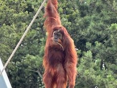 -西霞口神雕山野生动物世界