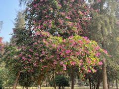 -南宁良凤江国家森林公园