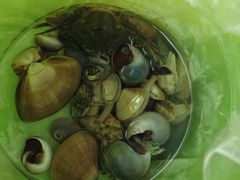-日照海滨国家森林公园